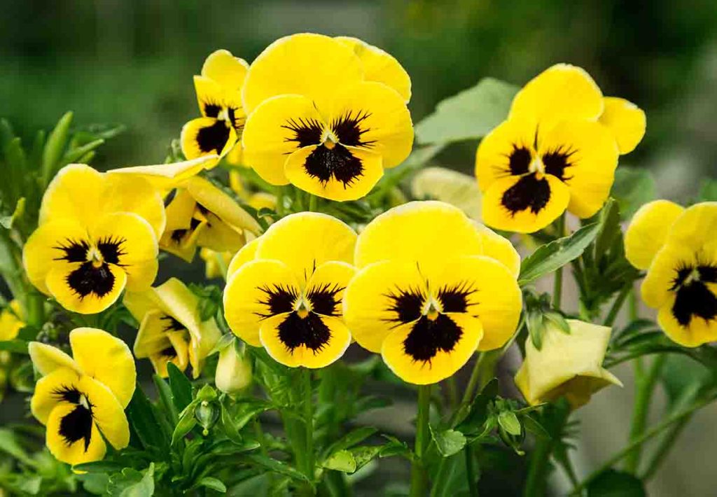 Pansy Flower seeds for Planting - Perfect for Borders, Heirloom & GMO Free Seeds for Home Garden