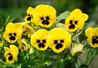 Pansy Flower seeds for Planting - Perfect for Borders, Heirloom & GMO Free Seeds for Home Garden