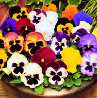 Wanchen Pansy Flower seeds for Planting Easy to Grow Heirloom & GMO Free Seeds for Home Garden