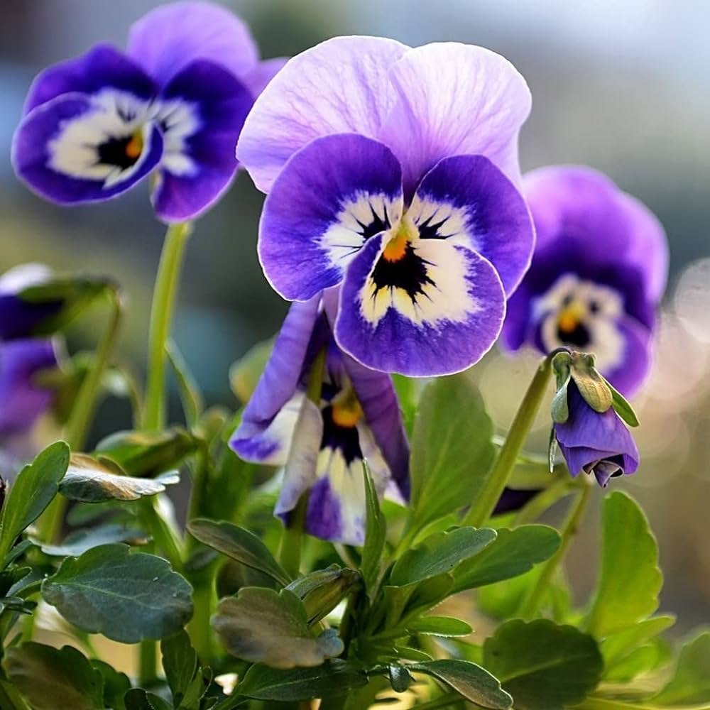 Purple White Pansy Flower seeds for Planting Wildflower Mix Heirloom & GMO Free Seeds for Home Garden 
 
 Sale