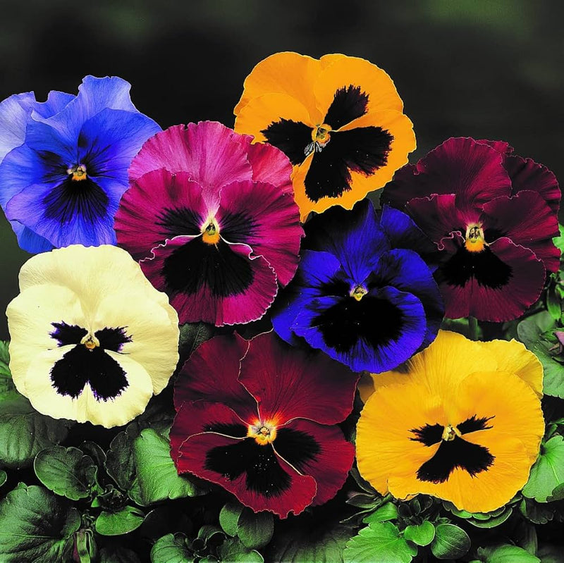Pansy Seedlings Growing from Seeds