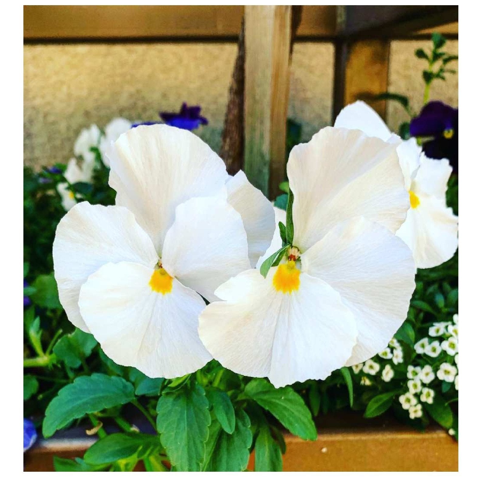 Pansy White Flower seeds for Planting - Bright Blooms, Heirloom & GMO Free Seeds for Home Garden