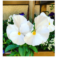 Pansy White Flower seeds for Planting - Bright Blooms, Heirloom & GMO Free Seeds for Home Garden