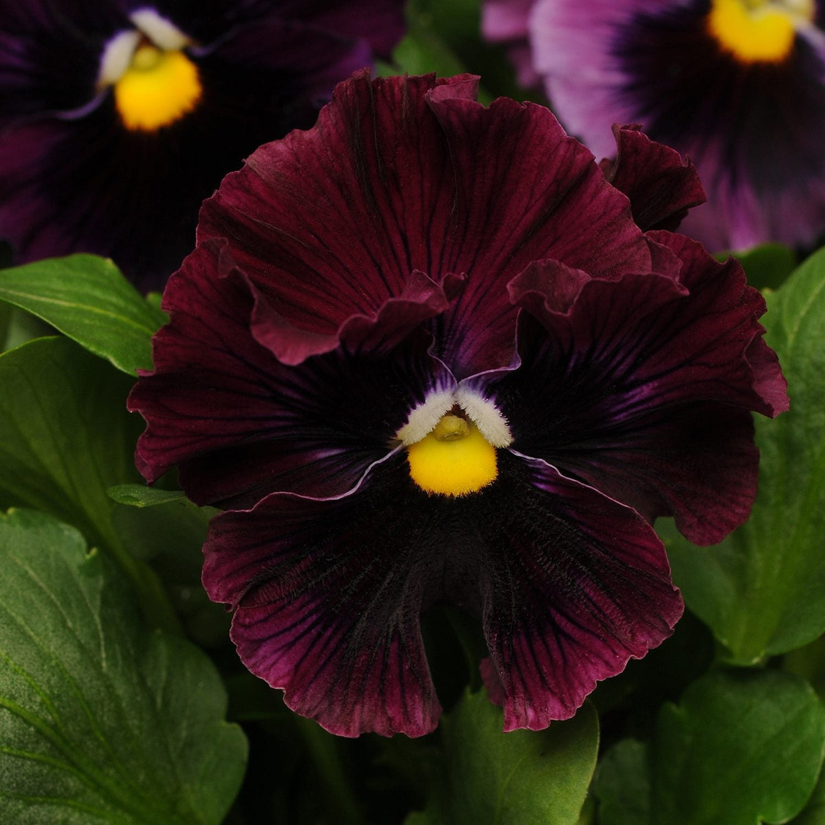 Burgundy Pansy Flower seeds for Planting - Perfect for Borders, Heirloom & GMO Free Seeds for Home Garden
 
 Sale for planting in home garden