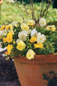 Yellow White Pansy Flower seeds for Planting Seasonal Bloomer Heirloom & GMO Free Seeds for Home Garden 
 
 Sale