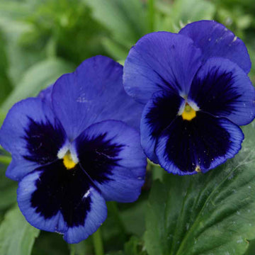 Premier Flower seeds for Planting - Seasonal Bloomer, Heirloom & GMO Free Seeds for Home Garden