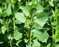 Papalo herb plant with aromatic green leaves
