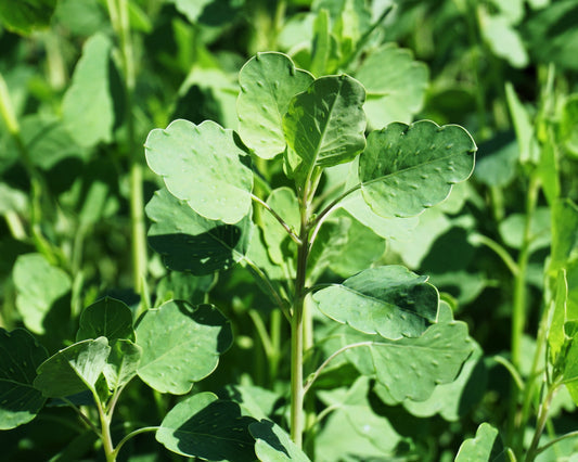 Papalo herb plant with aromatic green leaves