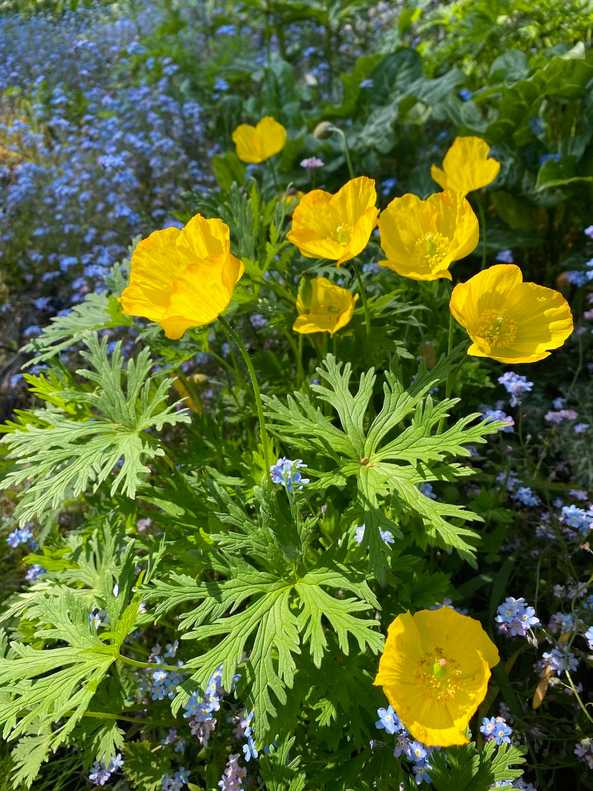 Meconopsis Cambrica Flower seeds for Planting Long Bloom Season Heirloom & GMO Free Seeds for Home Garden