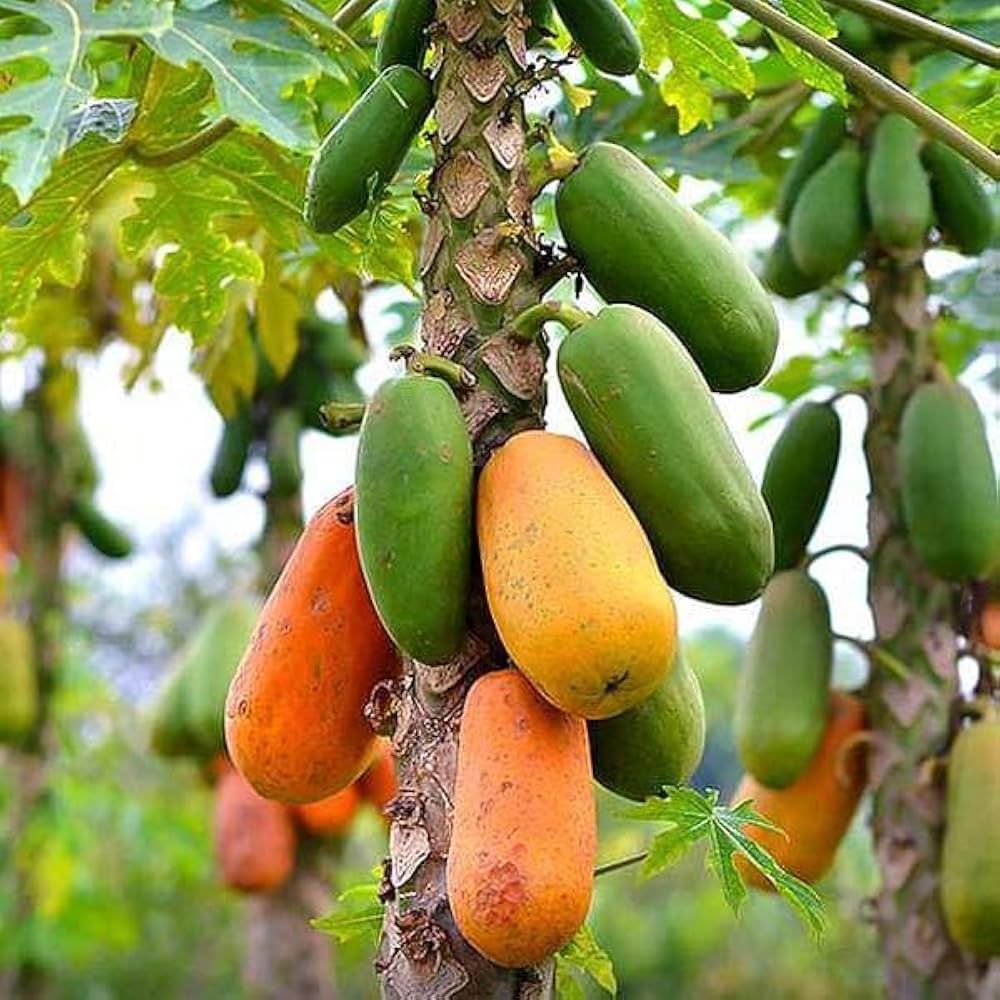 Papaya seeds for planting in home garden