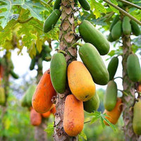 Papaya seeds for planting in home garden