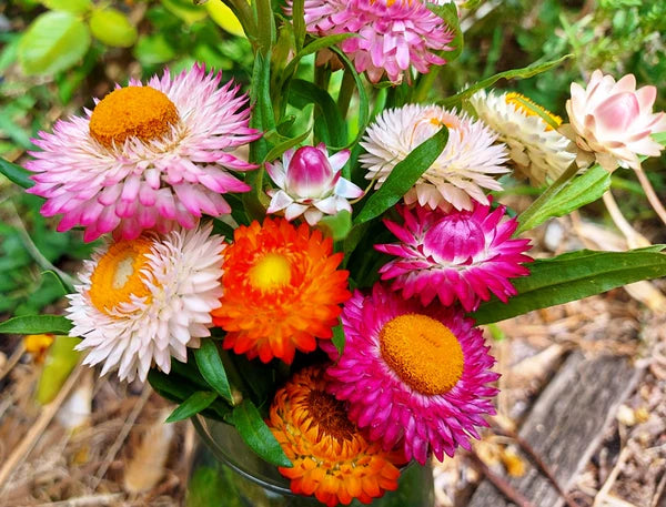 Mixed Straw Flower seeds for Planting - Pollinator Friendly, Heirloom & GMO Free Seeds for Home Garden