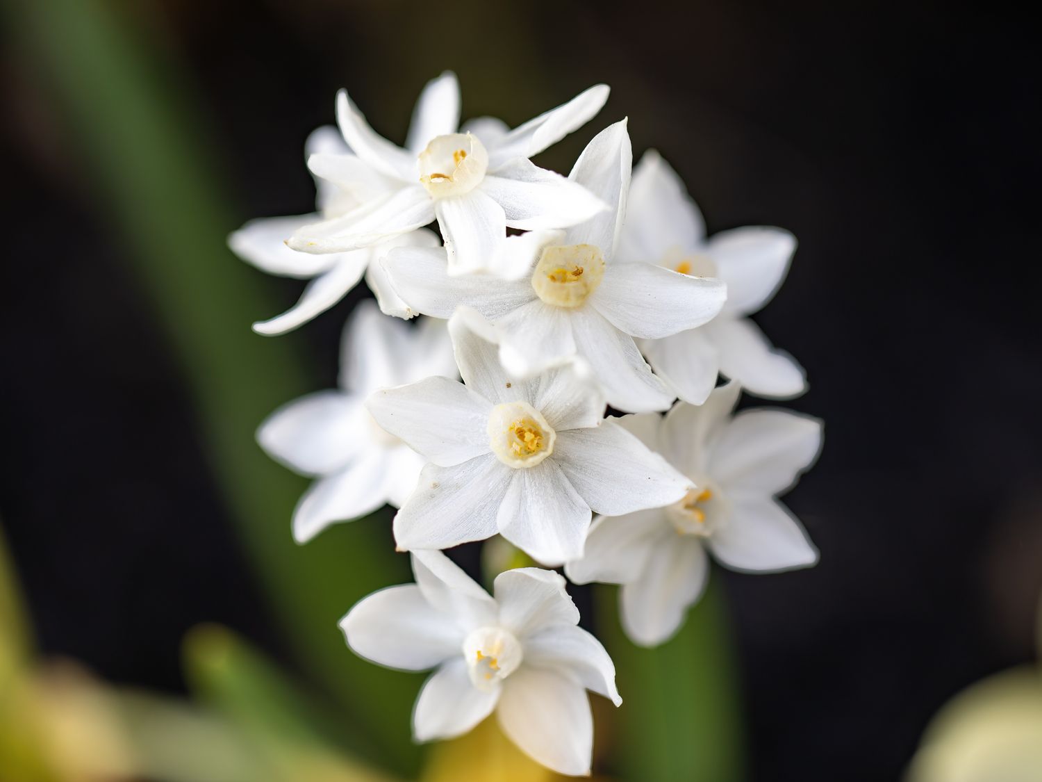 Easy Planting White Narcissus Flower Seeds