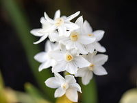 Easy Planting White Narcissus Flower Seeds
