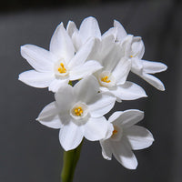 Easy Planting White Narcissus Flower Seeds