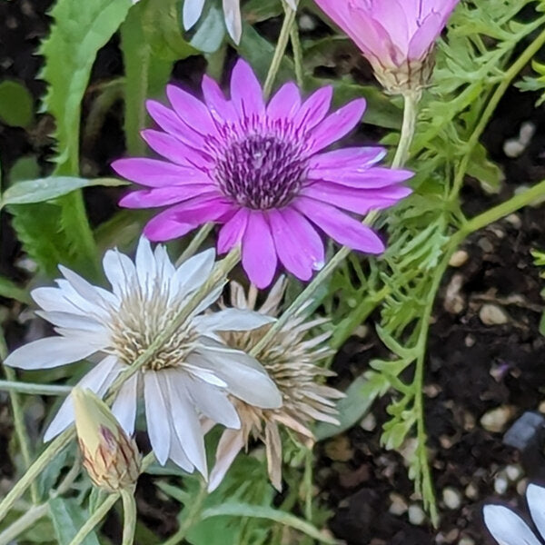 Xeranthemum Annuum Flower Seeds Planting
