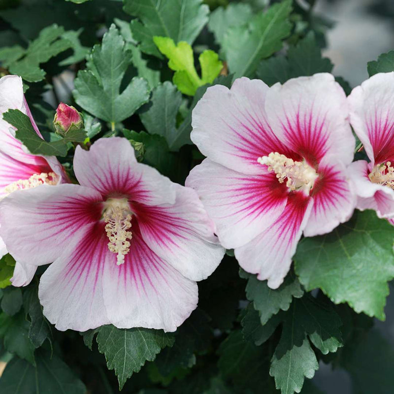White Pink Hibiscus Flower seeds for Planting Bright Blooms Heirloom & GMO Free Seeds for Home Garden 
 
 Sale seeds for home garden planting