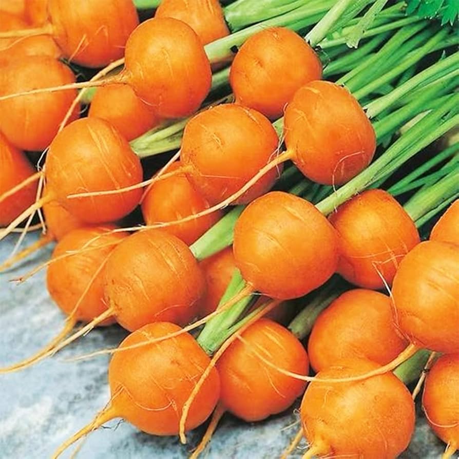 Paris Carrot plants growing in urban garden vegetable patch