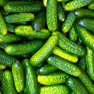 Small crisp cucumbers grown from Parisian Pickle seeds