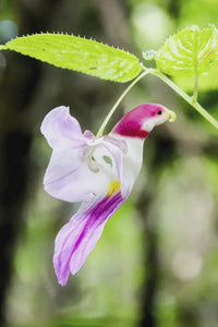 Parrot Orchid Flower seeds for Planting - Shade Tolerant, Heirloom & GMO Free Seeds for Home Garden