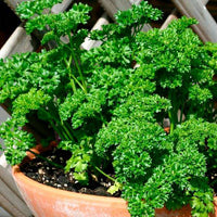 Curly Forest Green Parsley growing in a container