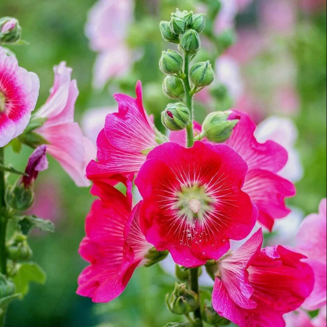 Hollyhock Carnival Flower seeds for Planting Sun Loving Heirloom & GMO Free Seeds for Home Garden