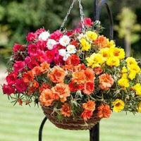 Mixed Rose Portulaca Seeds for Planting - Vibrant Flowers