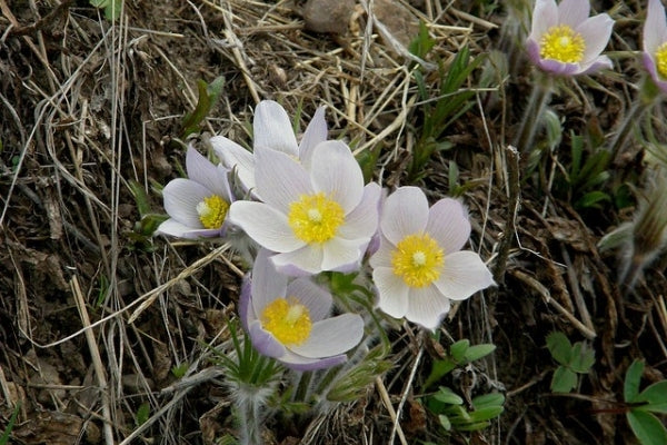 Pasque Flower seeds for Planting Garden Favorite Heirloom & GMO Free Seeds for Home Garden