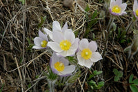Pasque Flower seeds for Planting Garden Favorite Heirloom & GMO Free Seeds for Home Garden