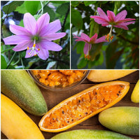 Banana Passion Fruit Seeds for Planting - Premium Garden Seeds