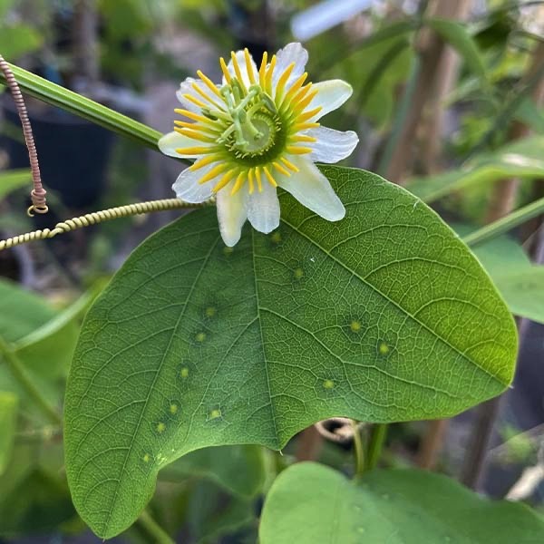 White Passiflora Biflora Flower seeds for Planting - Shade Tolerant, Heirloom & GMO Free Seeds for Home Garden
