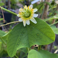 White Passiflora Biflora Flower seeds for Planting - Shade Tolerant, Heirloom & GMO Free Seeds for Home Garden