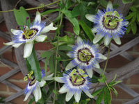 Colinvauxii Passion Flower seeds for Planting - Colorful Display, Heirloom & GMO Free Seeds for Home Garden
