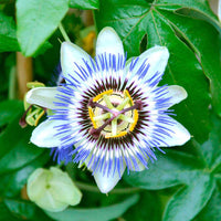 Passiflora Incarnata growing in container