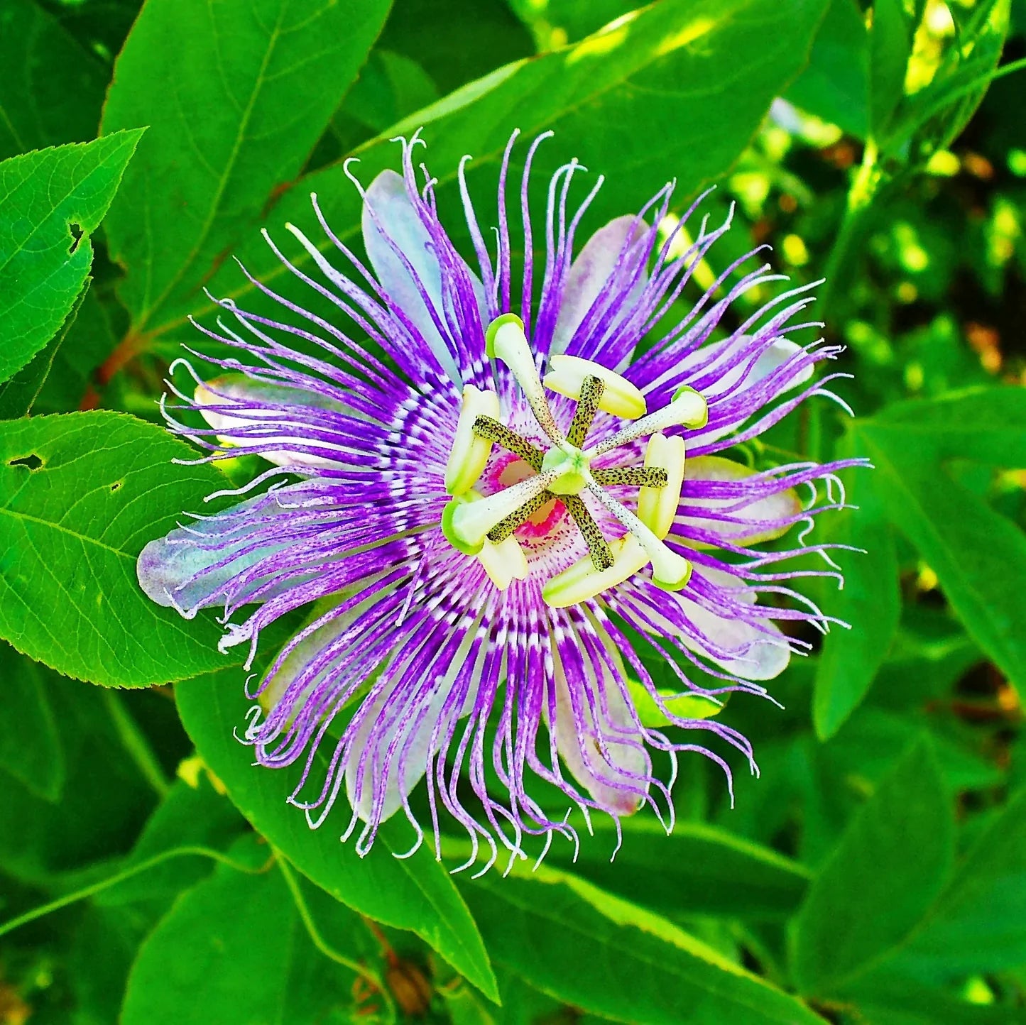Light Violet Passion Flower Seeds for Planting Colorful Display Heirloom & GMO Free Seeds for Home Garden
 
 Sale