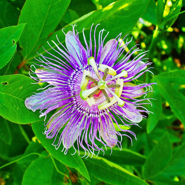 Light Violet Passion Flower Seeds for Planting Colorful Display Heirloom & GMO Free Seeds for Home Garden
 
 Sale