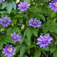 Purple Passiflora Flower seeds for Planting - Cut Flower Favorite, Heirloom & GMO Free Seeds for Home Garden