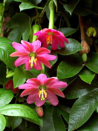 Pink Mollissima Flower seeds for Planting - Premium Quality, Heirloom & GMO Free Seeds for Home Garden