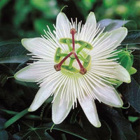 Passion Flower Seeds for Garden Landscaping and Décor