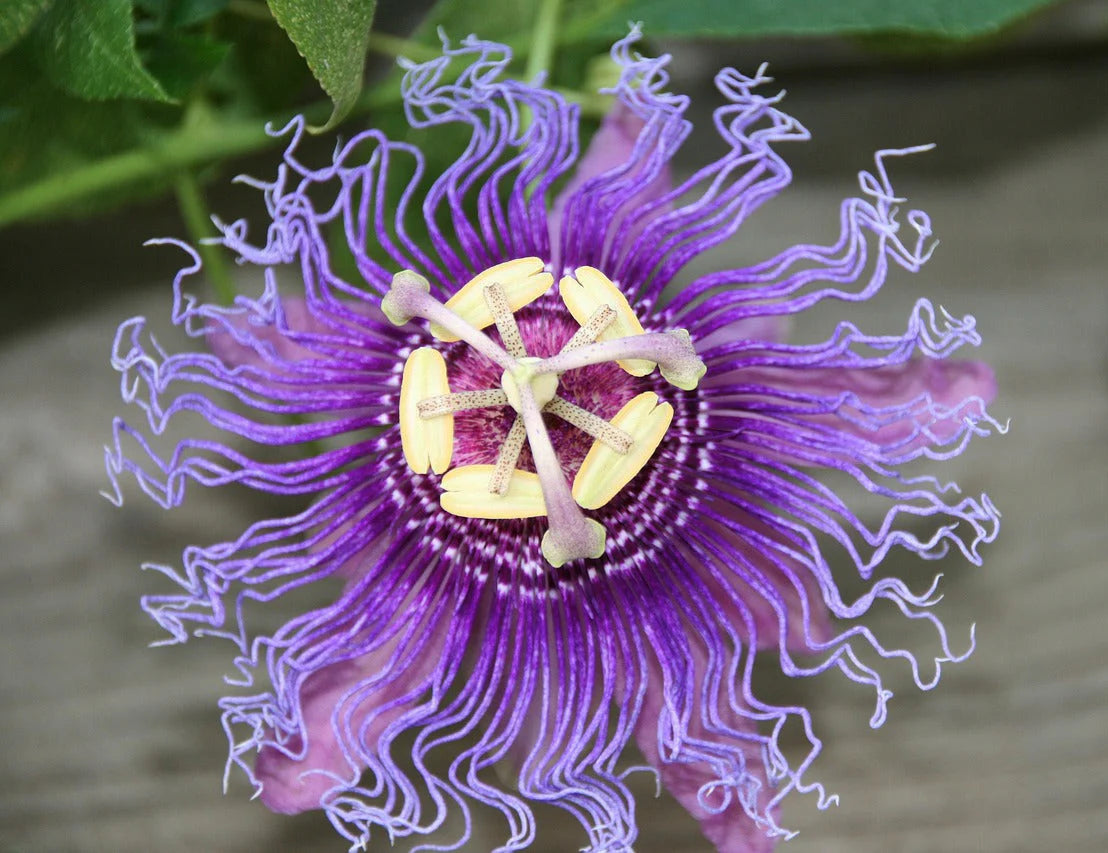 Purple Passionflower Flower seeds for Planting - Compact Growth, Heirloom & GMO Free Seeds for Home Garden