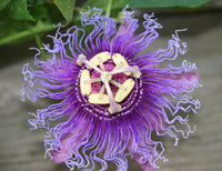 Purple Passionflower Flower seeds for Planting - Compact Growth, Heirloom & GMO Free Seeds for Home Garden