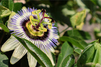 Passion Flower seeds for Planting Long Bloom Season Heirloom & GMO Free Seeds for Home Garden