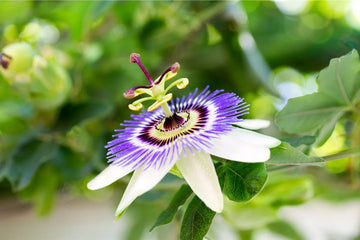 Passiflora Flower seeds for Planting Premium Quality Heirloom & GMO Free Seeds for Home Garden