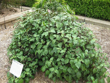 True Patchouli Pogostemon Cablin Non-GMO Seeds for Planting