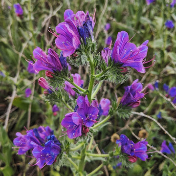 Purple Patterson’s Curse Flower seeds for Planting - Sun Loving, Heirloom & GMO Free Seeds for Home Garden