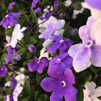 Brunfelsia Flower seeds for Planting Perfect for Borders Heirloom & GMO Free Seeds for Home Garden