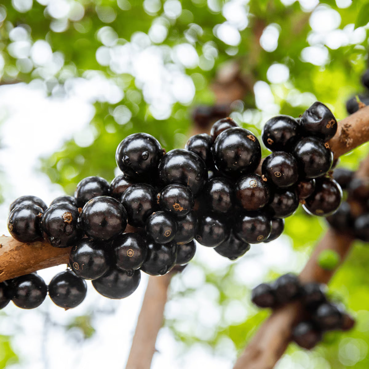 Jaboticaba Fruit Seeds for Planting  Grow Exotic Tropical Fruit in Your Garden