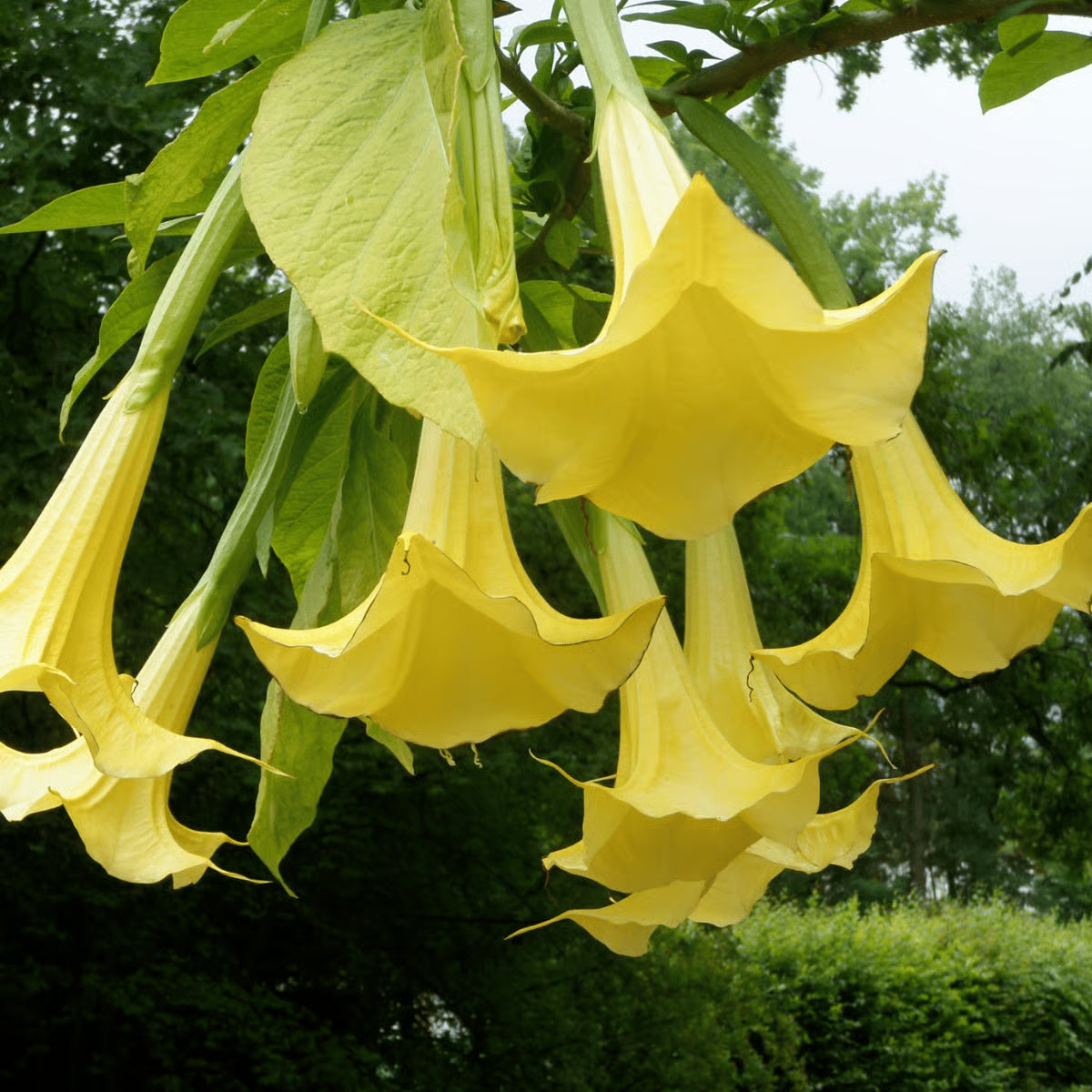 Yellow Dhatura Flower seeds for Planting Pollinator Friendly Heirloom & GMO Free Seeds for Home Garden 
 
 Sale