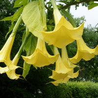 Yellow Dhatura Flower seeds for Planting Pollinator Friendly Heirloom & GMO Free Seeds for Home Garden 
 
 Sale