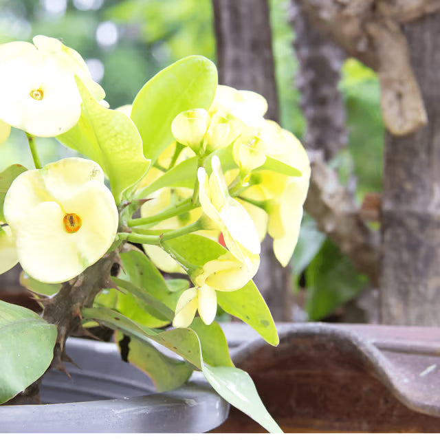 Green Euphorbia Milii Flower seeds for Planting - Cut Flower Favorite, Heirloom & GMO Free Seeds for Home Garden